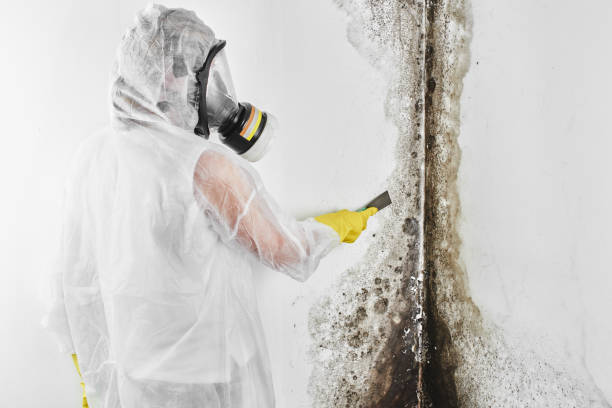 Crawl Space Mold Removal in Trezevant, TN