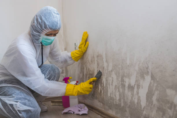 Best Fast Mold Removal  in Trezevant, TN