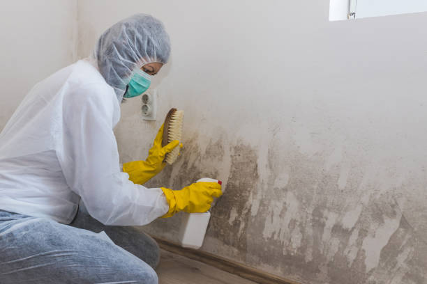 Best Attic Mold Removal  in Trezevant, TN