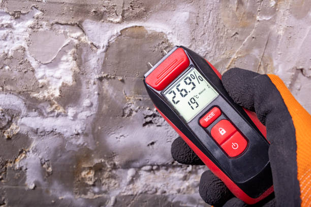 Best Professional Mold Removal  in Trezevant, TN