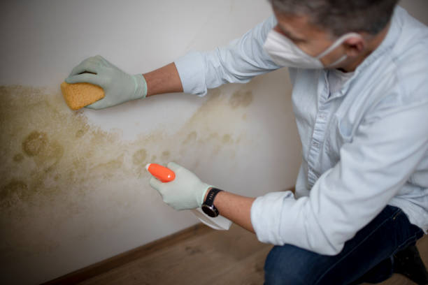 Best Residential Mold Removal  in Trezevant, TN