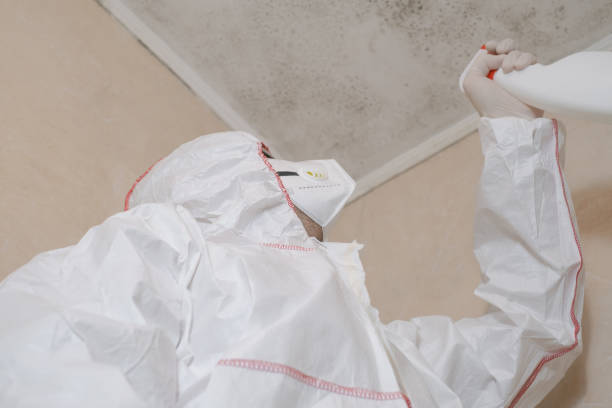 Best Same-Day Mold Removal  in Trezevant, TN