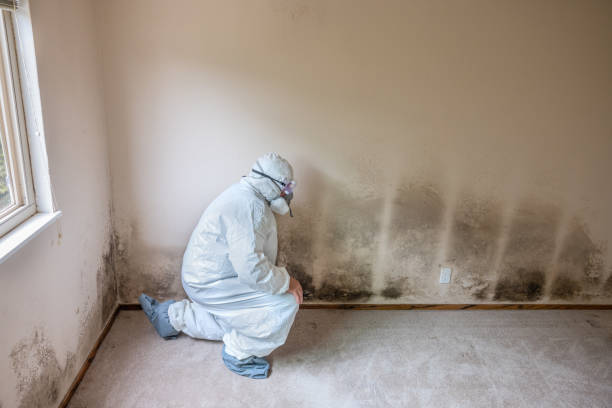 Mold Testing and Removal in Trezevant, TN