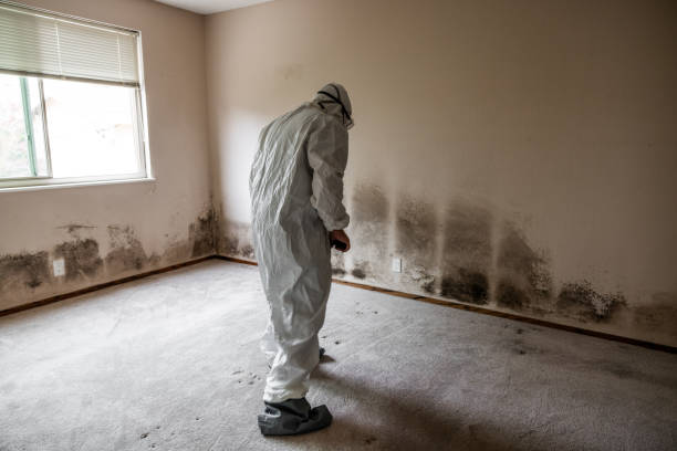 Best Office Mold Removal Services  in Trezevant, TN