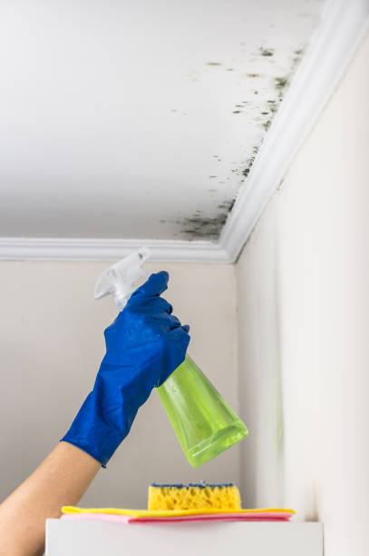Best Commercial Mold Removal  in Trezevant, TN